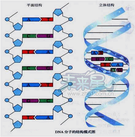 发现人:沃森,克里克rna配对方式:a-u,c-g,g-c,u-adna配对原则:a-t,c