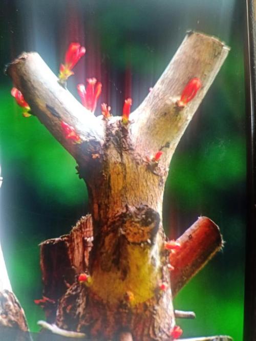 枯木逢春柳暗花明人逢真善天帮你