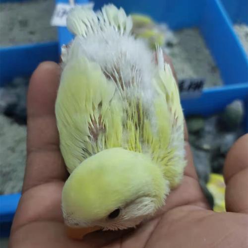 合法桃脸牡丹鹦鹉活鸟活物黄桃绿桃幼雏鸟半毛小鸟宠物鸟手养亲人