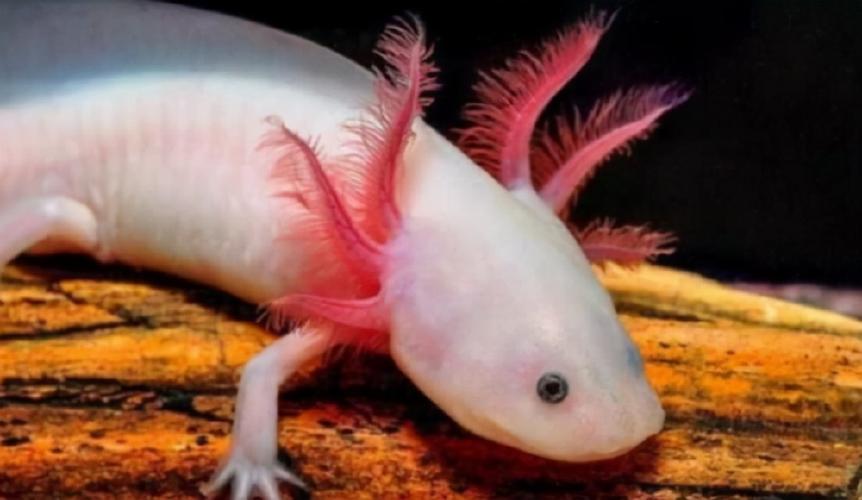 神似"龙"的生物,"六角龙鱼"是什么样的一种存在?合理吗?