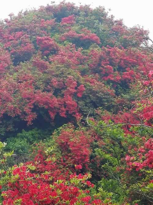 洪关杜鹃花海