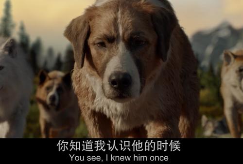 电影《野性的呼唤》巴克并不是人类最忠实的伙伴