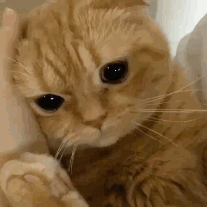 有些人养猫,出于种种原因,养到一半就养不下去了