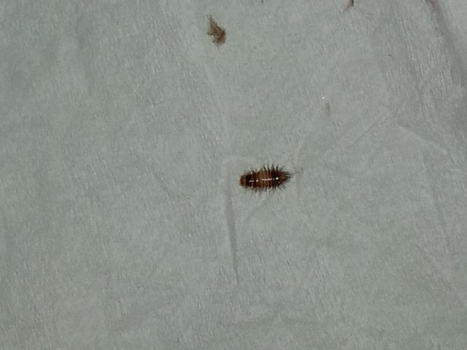 请问这是什么虫子?