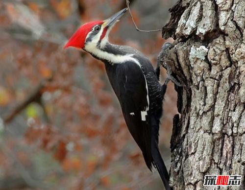 的鸟类之一,啄木鸟作为一种常见的森林益鸟,其最大的特点就是啄食树木