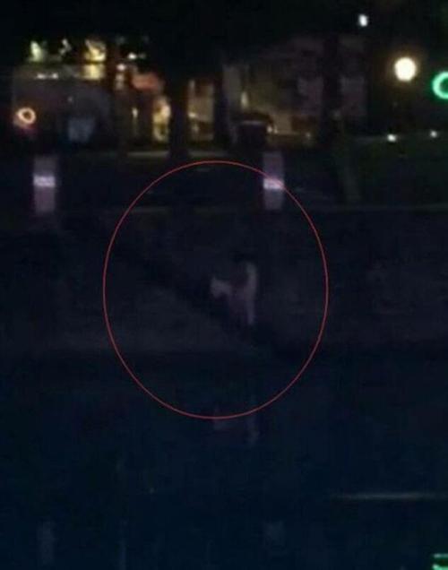 成都九眼桥桥震门女主角是谁?27秒不雅视频遭曝光