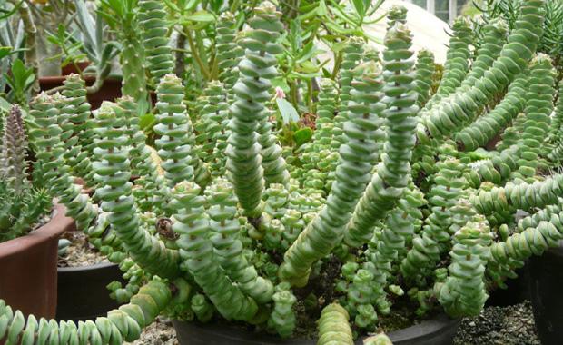 钱串子在寒冷季节生长,高温季节休眠,为多肉植物中的"冬型种".