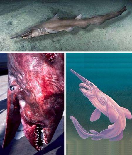 加布林鲨鱼(魔鬼鲨)为什么会自爆!