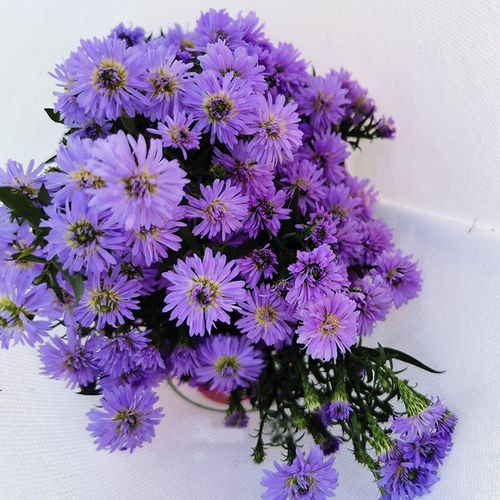 【孔雀草】新鲜上市, 多头重瓣孔雀草鲜切花 鲜花配花