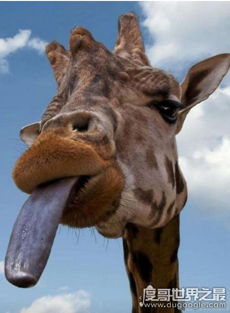 世界上舌头最长的动物:蓝鲸(舌头重达3吨/能站立50个人)