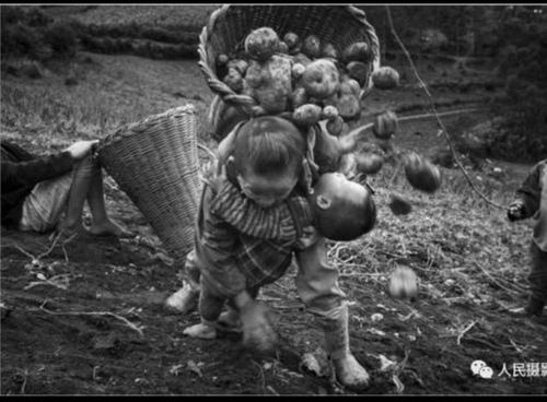 贫困地区的孩子:一边抱着弟弟,一边背着沉重的背筐捡土豆,当他捡起一