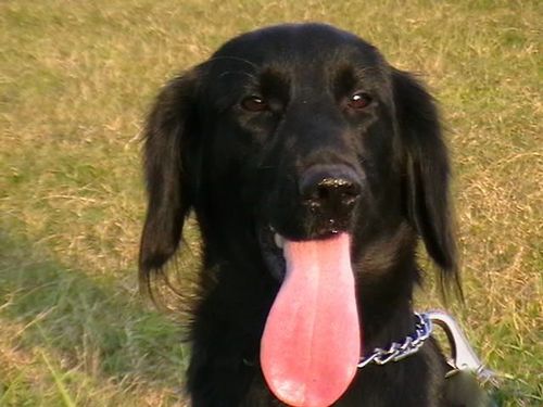 可以成为家庭伴侣犬,猎犬,寻回犬,他是一种快乐,活泼的狗,表情聪明