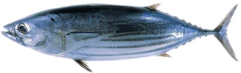 skipjack tuna