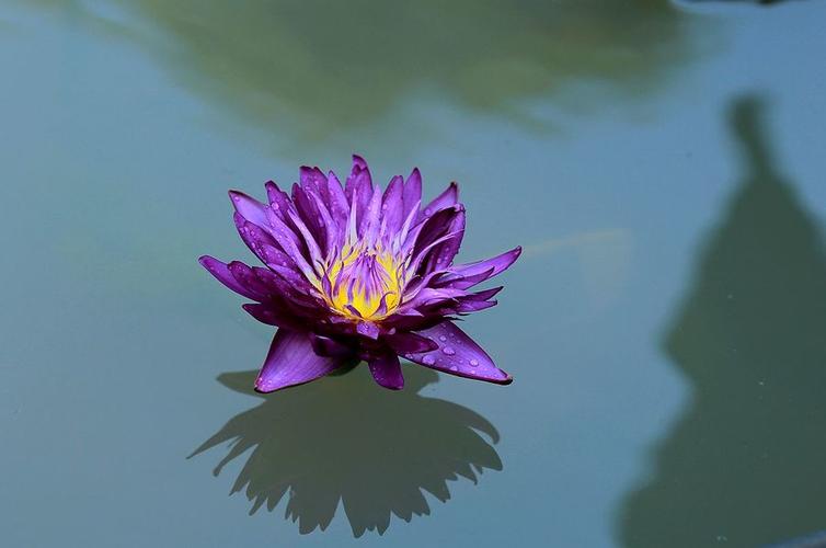 多姿多彩的睡莲花