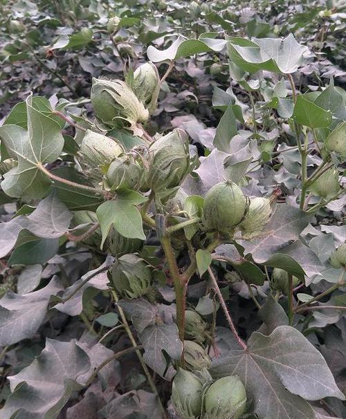 「棉花种植」怎么解决棉花蕾瘦,花少,桃小的难题