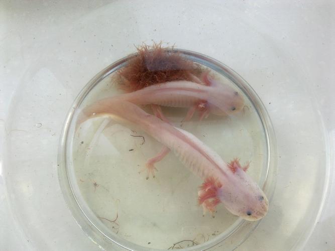 请问那位大师知道八角龙鱼怎么饲养?是给它放在水里还是放在缸里?