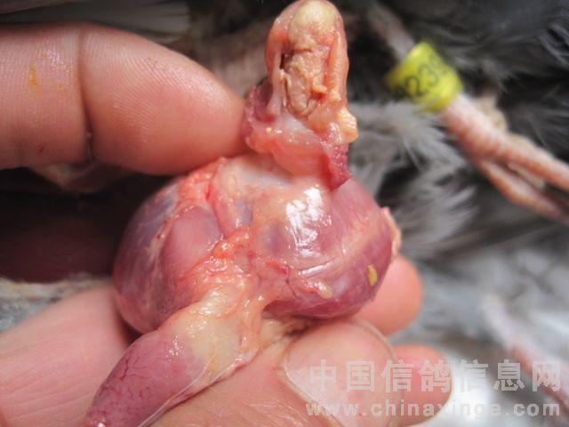 这,到底是啥?(请看图片)