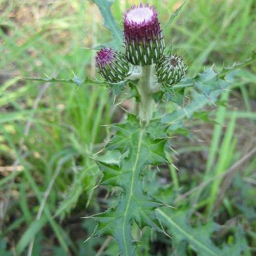 野生新鲜刺菜鲜小蓟草刺儿菜刺角芽野刺菜根全草流鼻血两斤包邮