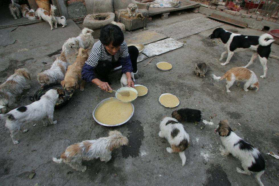 天津六旬老人收养千余只流浪猫狗/组图