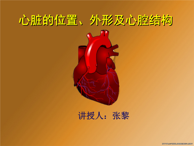 心脏位置及心腔结构.ppt
