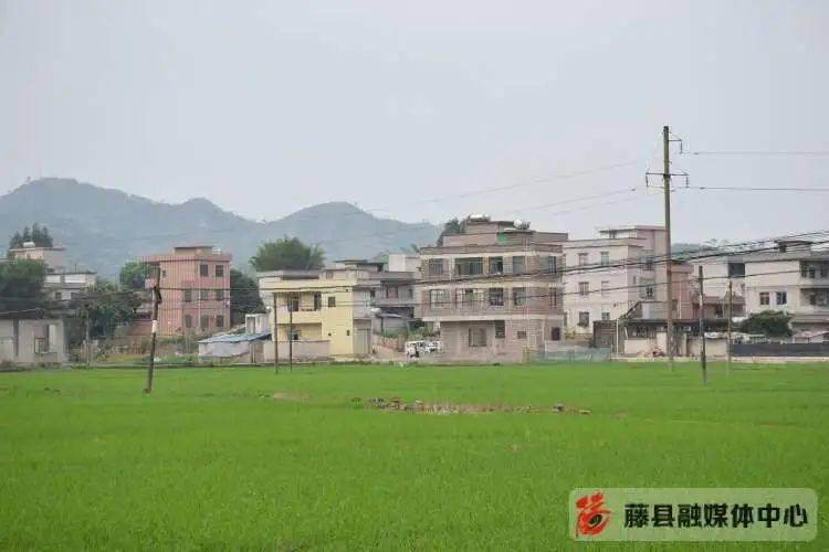 藤县完成近25万亩水稻春插任务 超额完成早稻栽插任务