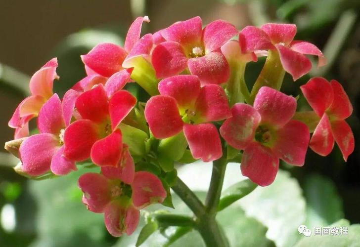 国画素材:长寿花
