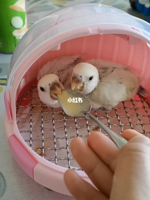 牡丹鹦鹉宝宝成长记录_牡丹_牡丹鹦鹉_宠物_宠物其他