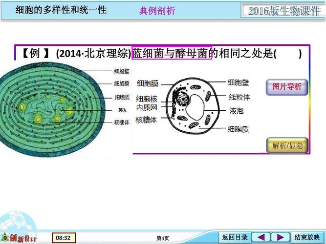 典例剖析 【例 】 (2014· 北京理综)蓝细菌与酵母菌的相同之处是