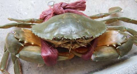  p>螃蟹(páng xiè)属 a href="#" data-lemmaid="564594">软甲纲 /a