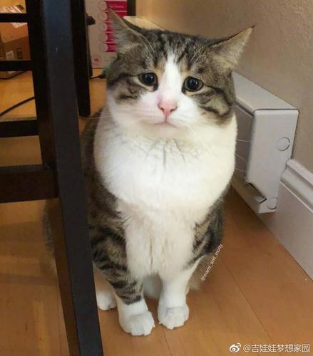 这可怜兮兮的小眼神,我是不是欠你小鱼干了?_新浪看点