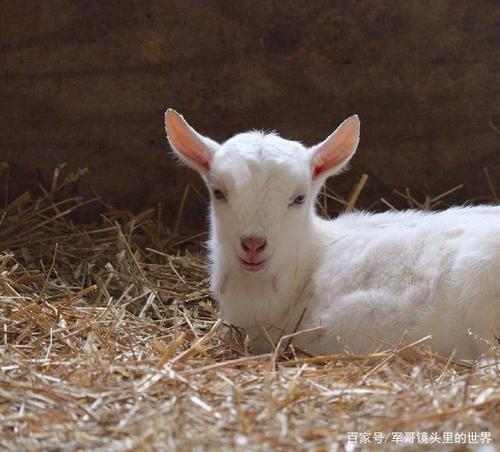 原来小羊羔也可以这样萌萌哒