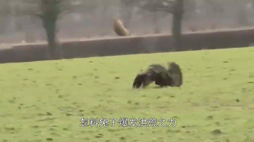 老鹰捕食兔子,怎料兔子使出"老兔蹬鹰",直接让老鹰傻眼!