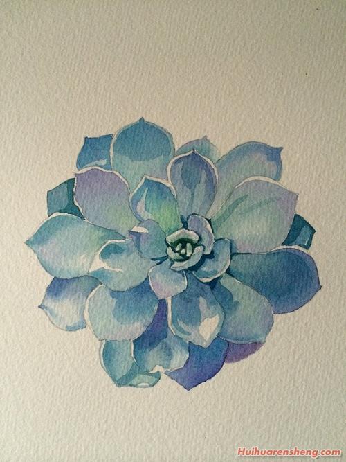 多肉植物石莲系列水彩画步骤图文详解