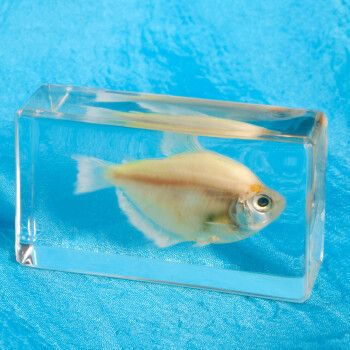 动物标本真实鱼标本摆件教学早教玩具海洋馆幼儿园树脂动物标本透明