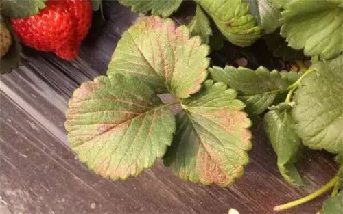草莓叶片边缘干枯,果实不红,这是缺钾了!草莓缺钾症状,原因及解决办法