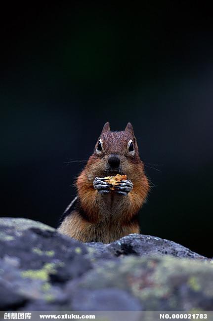 折纸松鼠吃的松果