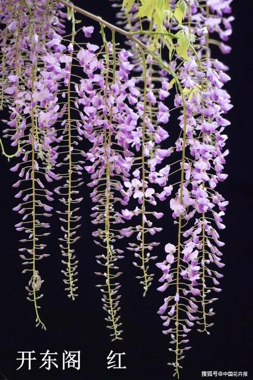 原创绝对网红!有意境,有故事的长穗花紫藤(海量照片)