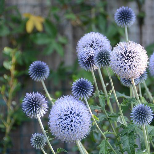 蓝刺头种子10粒蓝星球种籽多年生花卉可干切花庭院室外盆栽春秋播