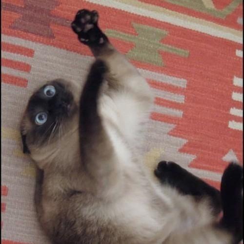 当喵星人嗑了猫薄荷之后,轻则四肢无力,表情僵硬,重则眼中发射动感