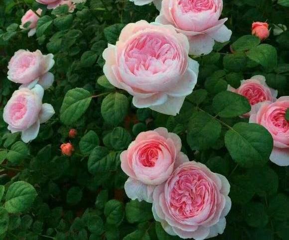 月季花界的女神瑞典女王又美又仙四季花开你值得拥有