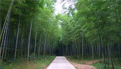 成都芦沟竹海是离成都市区最近的竹海 森林,竹子覆盖面积1.