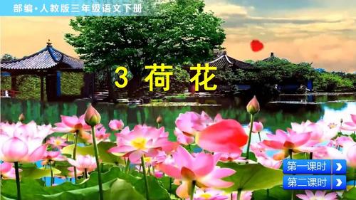 部编人教版三年级语文下册《荷花》优秀课件(含音视频)ppt