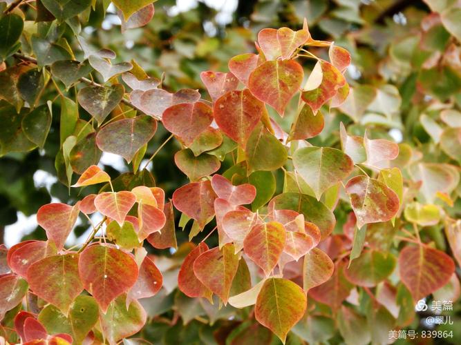 乌柏树的功效与作用