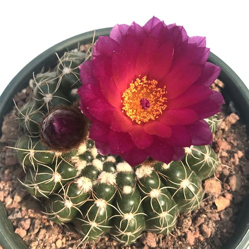 二月晴眩美玉实生开大紫色花彩短毛室内多肉多肉植物