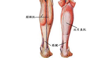 每天早上睡醒感觉两条小腿肌肉酸困,怎么才能不让腿那么难受?
