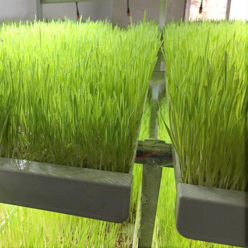 河南厂家 水培绿色健康牧草种植系统-郑州立迎机械设备有限公司