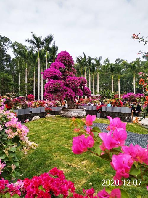 深圳市花~簕杜鹃