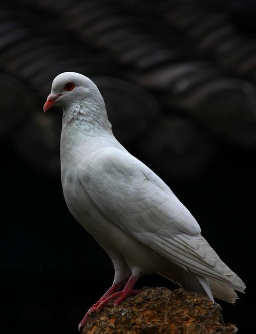 【鸽子和花摄影图片】生态摄影_lyl_48_太平洋电脑网