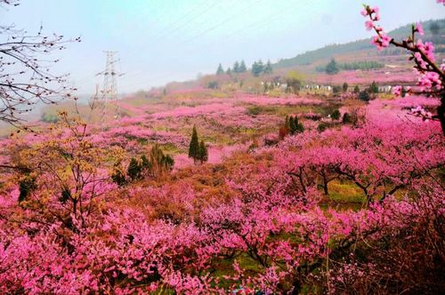 我行走在春天里(一)桃花恋 作者:陈小军