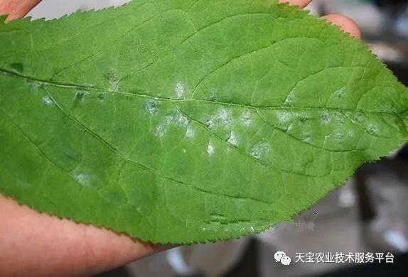 史上最全的人参病害图谱!